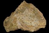Fossil Dimetrodon Skull Section - Texas #155174-1